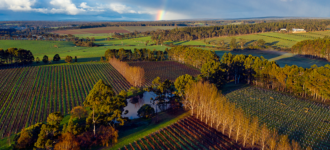Cape Landing vineyard and rainbow